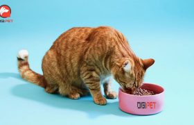 معرفی ۵ غذای تشویقی برای گربه در ترکیب با غذای خشک جوسرا