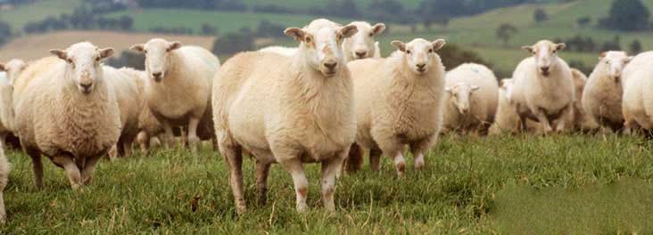 خرید گوسفند زنده از مرکز معتبر